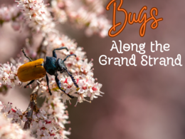 Bugs Along the Grand Strand